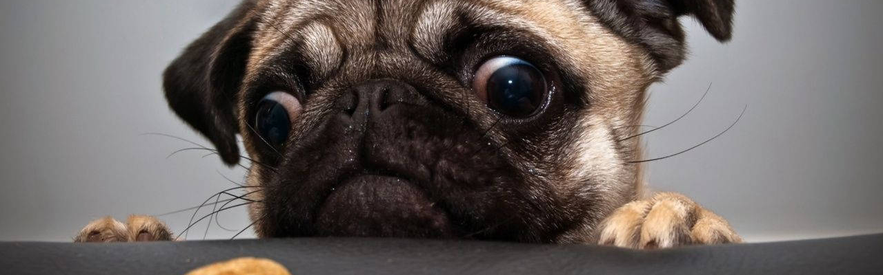 Paw.com Banner